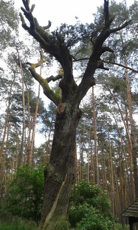 Apartman U Kostela Veselí nad Moravou Buitenkant foto